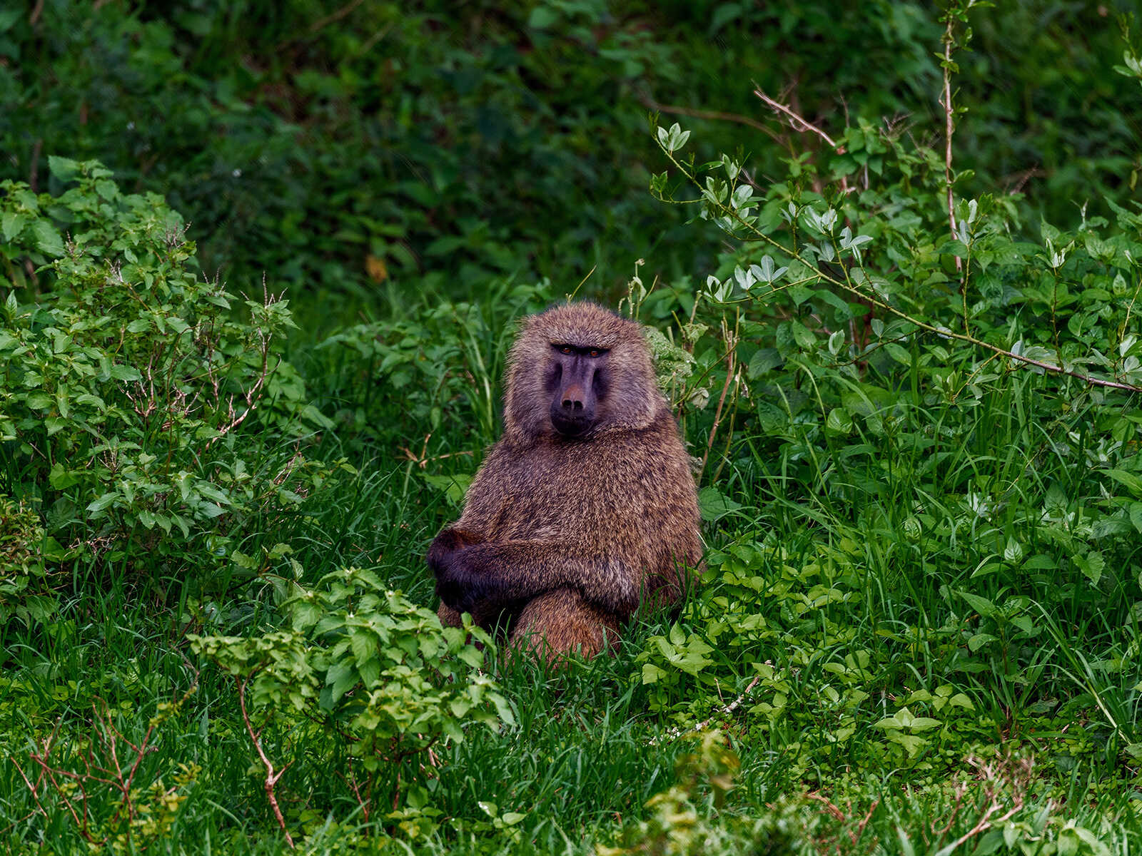 Aberdare National Park 2