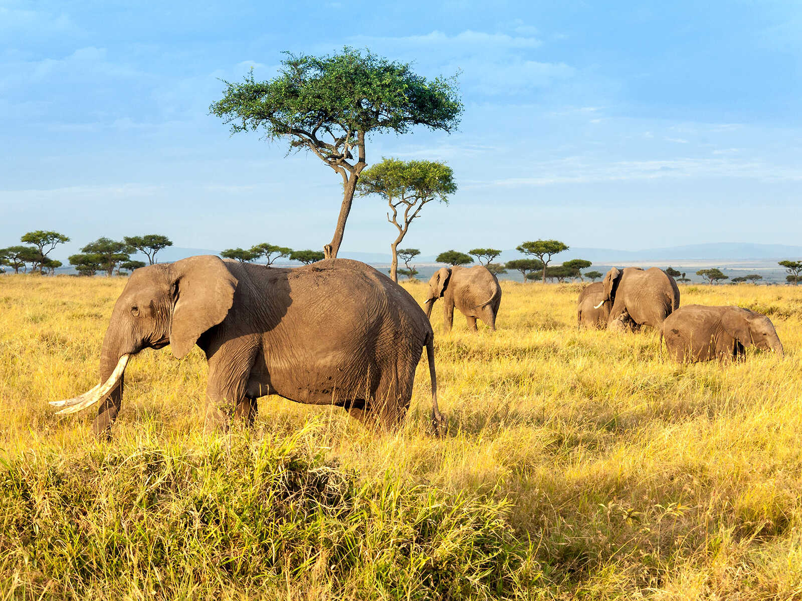Maasai Mara National Reserve 1