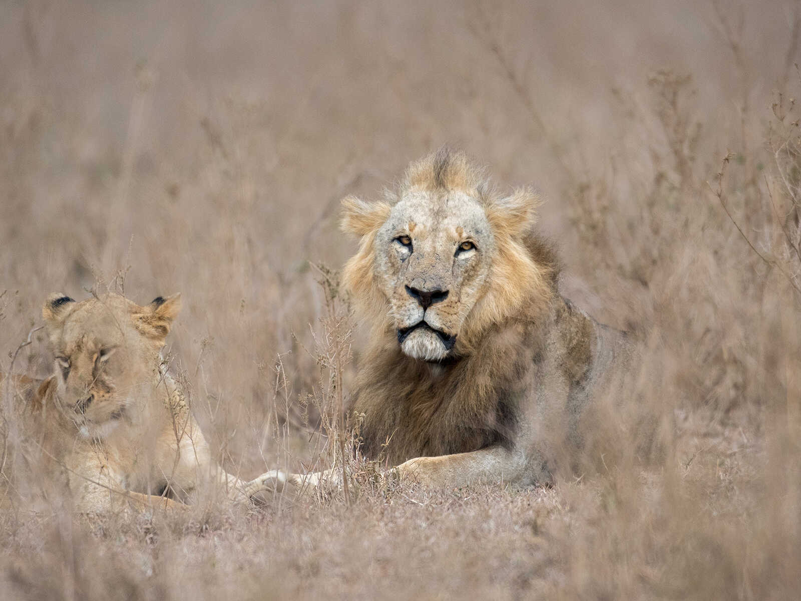 Nairobi National Park 2