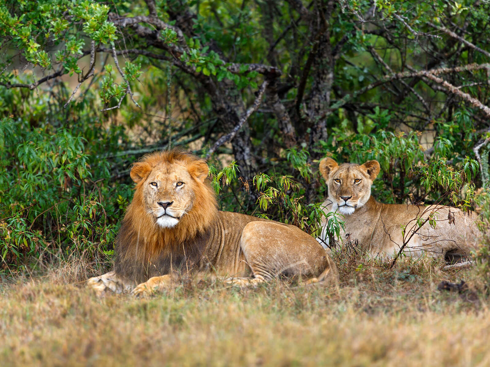 Ol Pejeta Conservancy 1