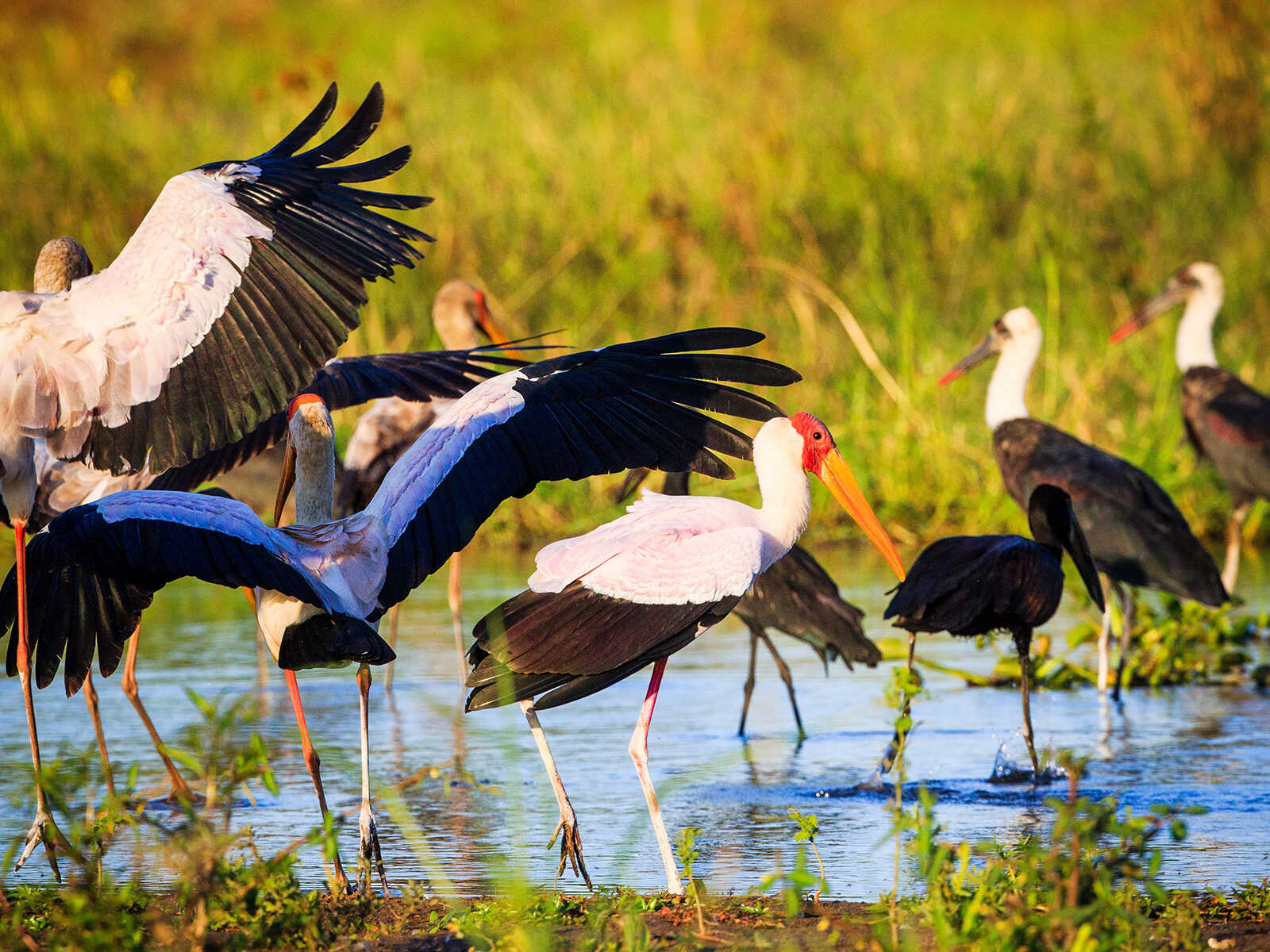 Liwonde National Park 1