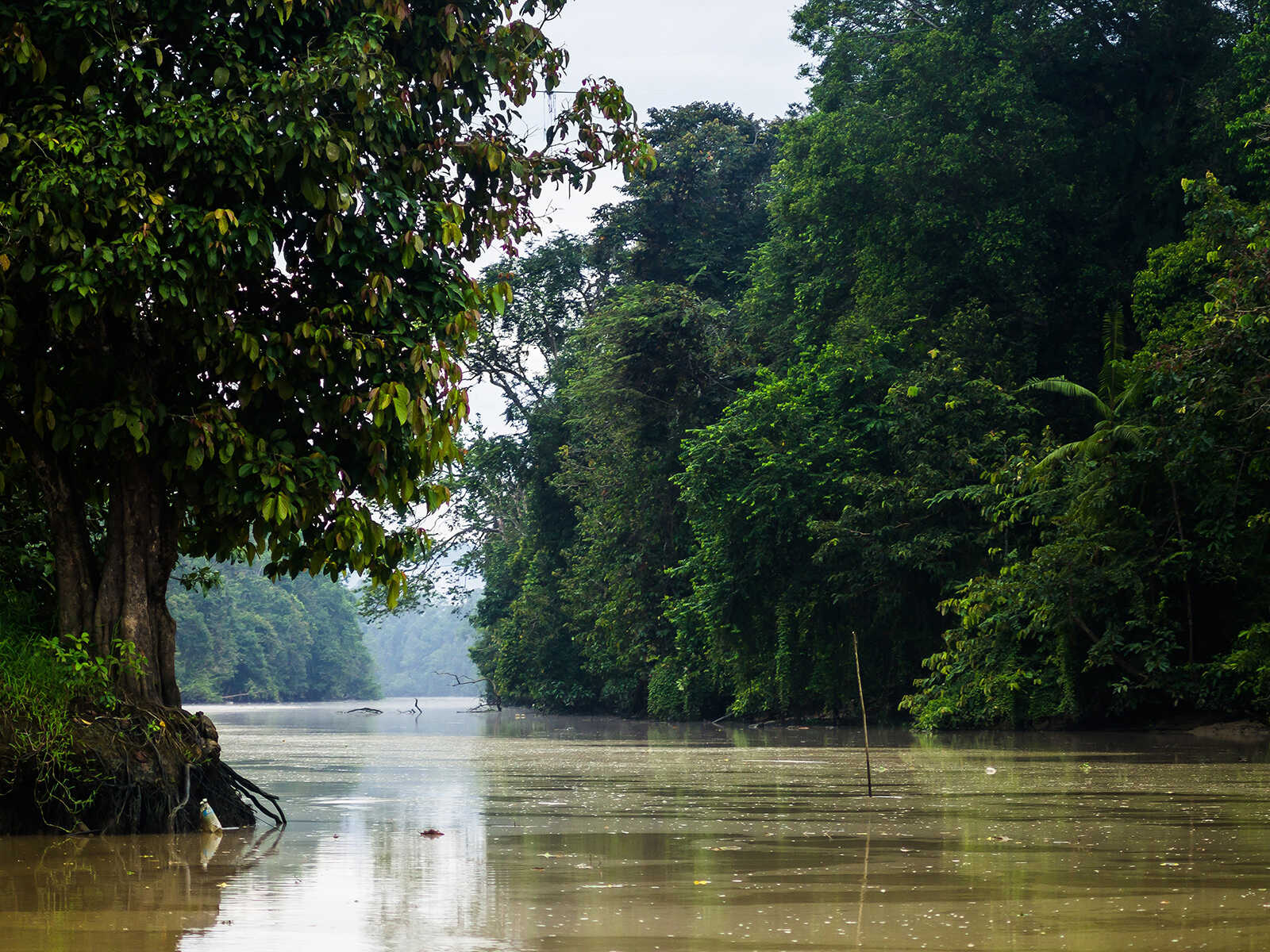 Kinabatangan River 1
