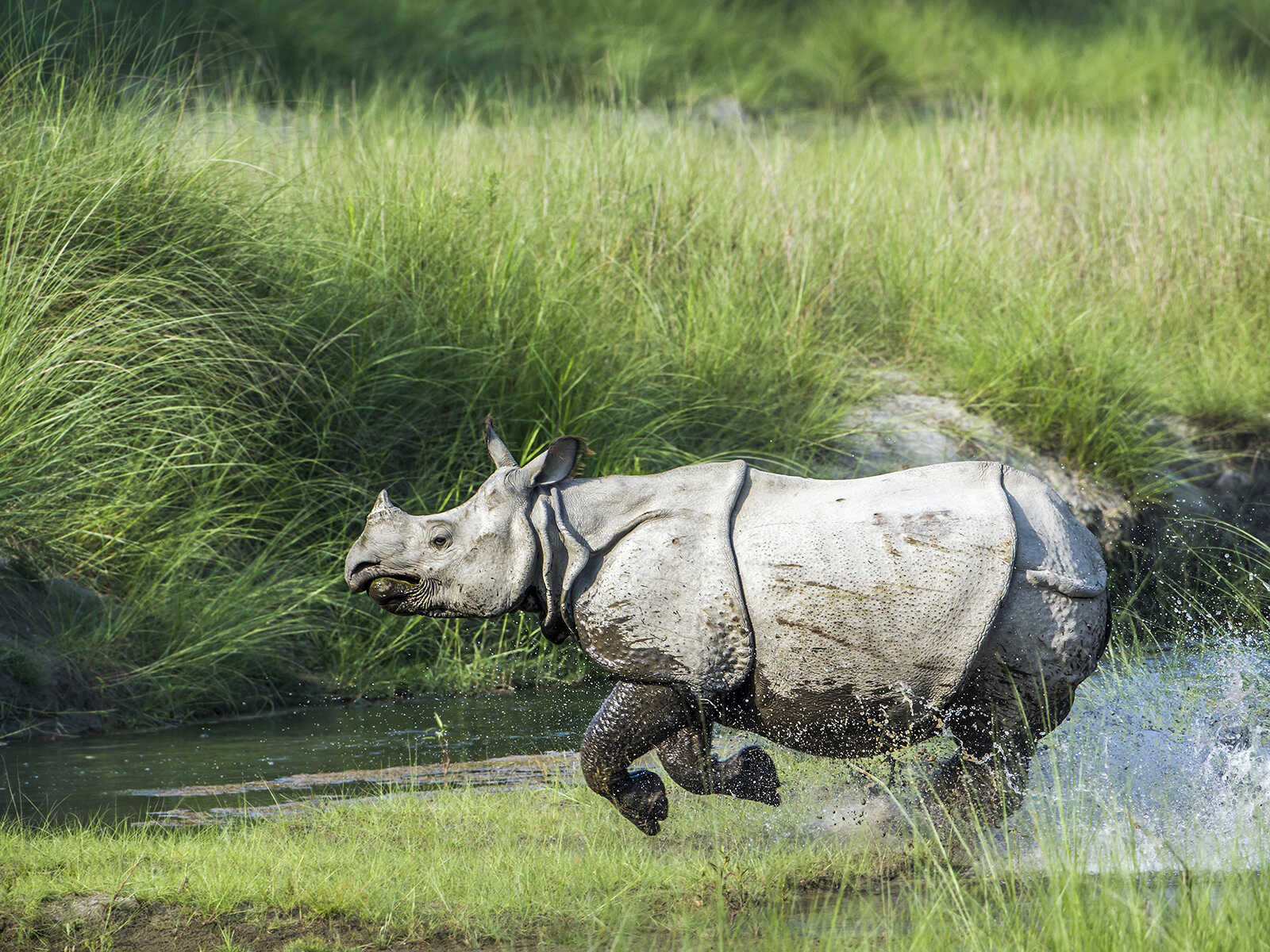 Chitwan National Park 2