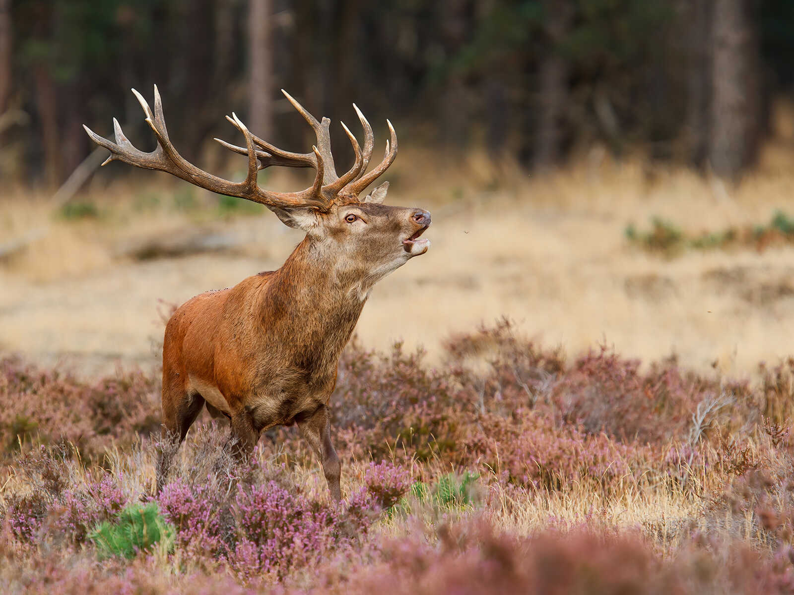 Hoge Veluwe National Park 2