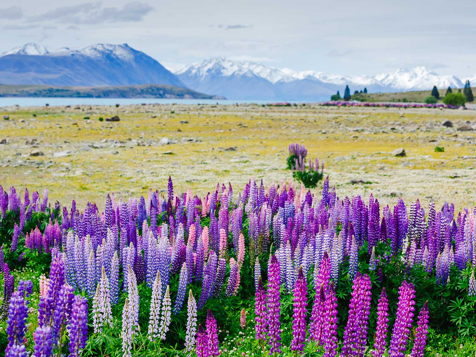 Lake Tekapo 1