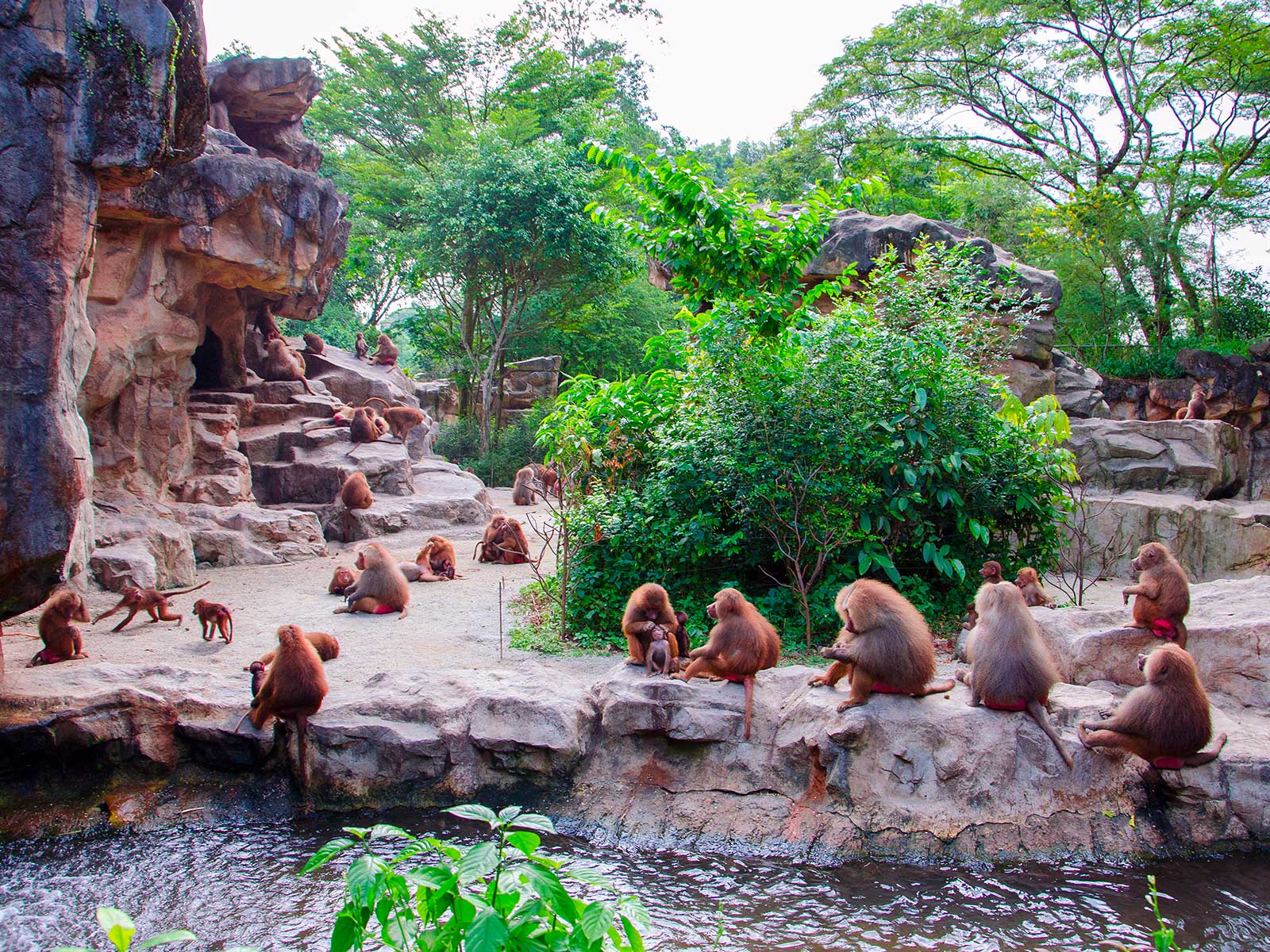 Singapore Zoo 1