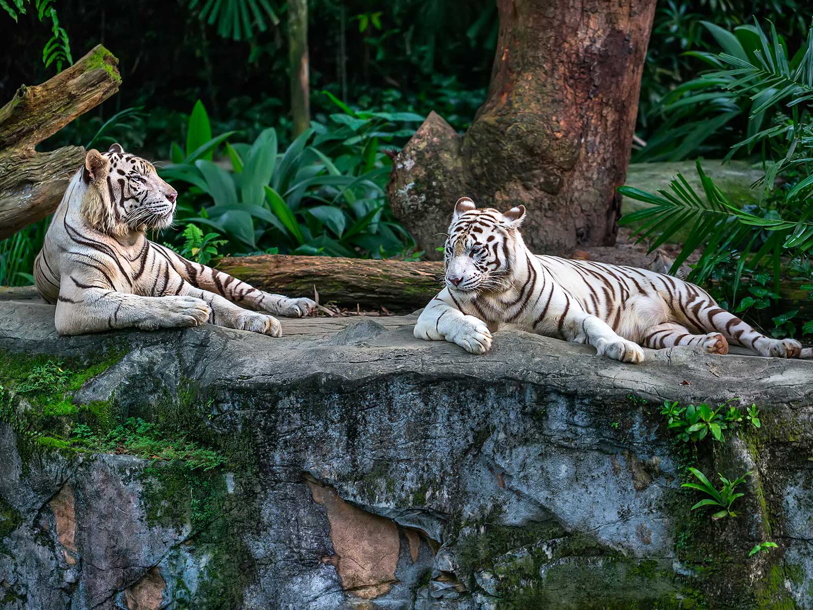 Singapore Zoo 2