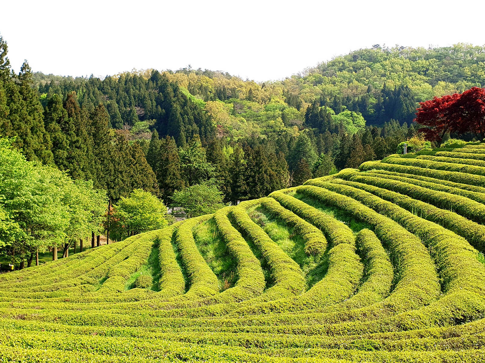 Tea Plantation 1