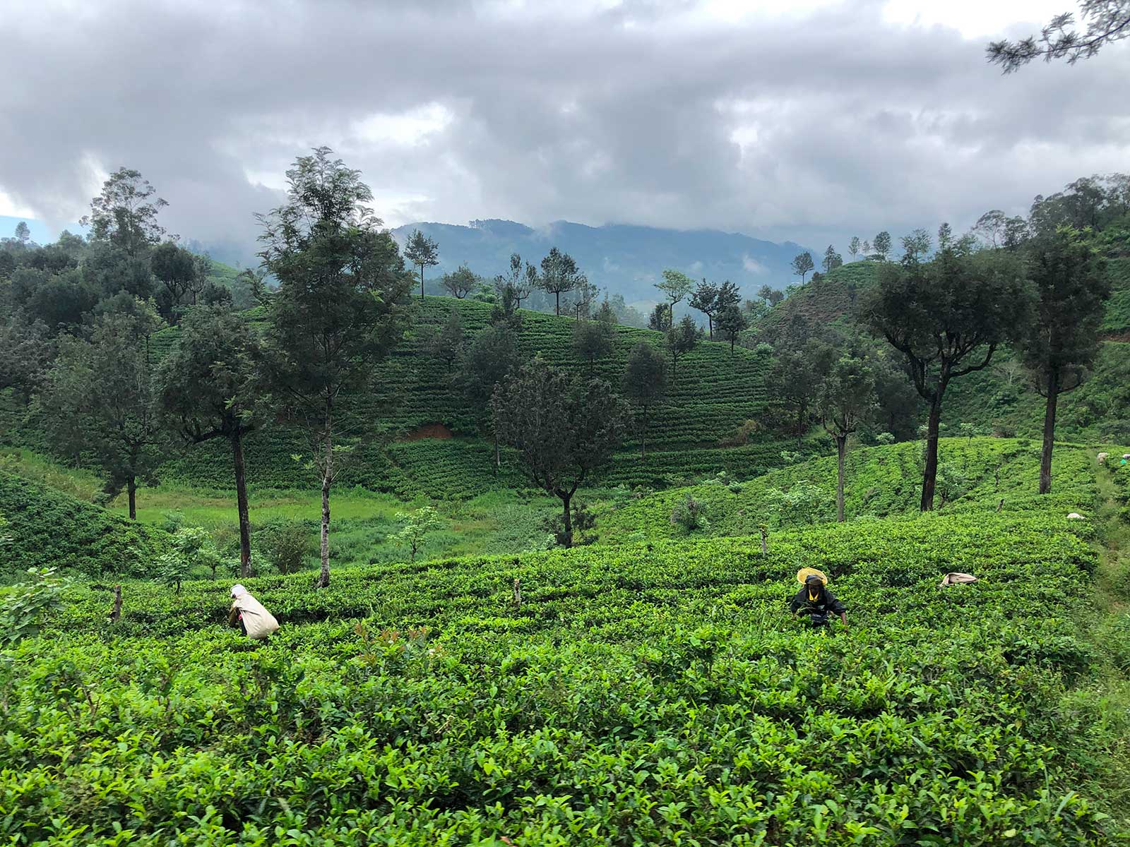 Train from Nuwara Eliya to Ella 3