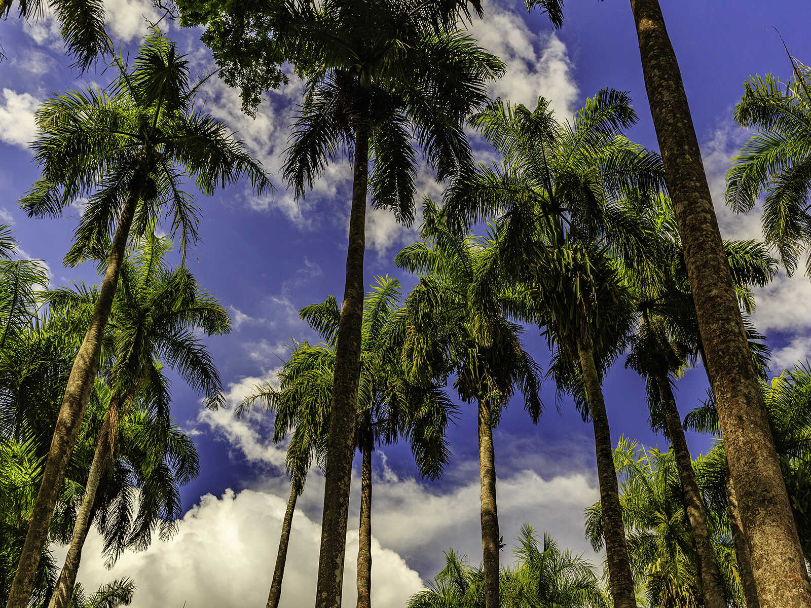 Palmtree Garden