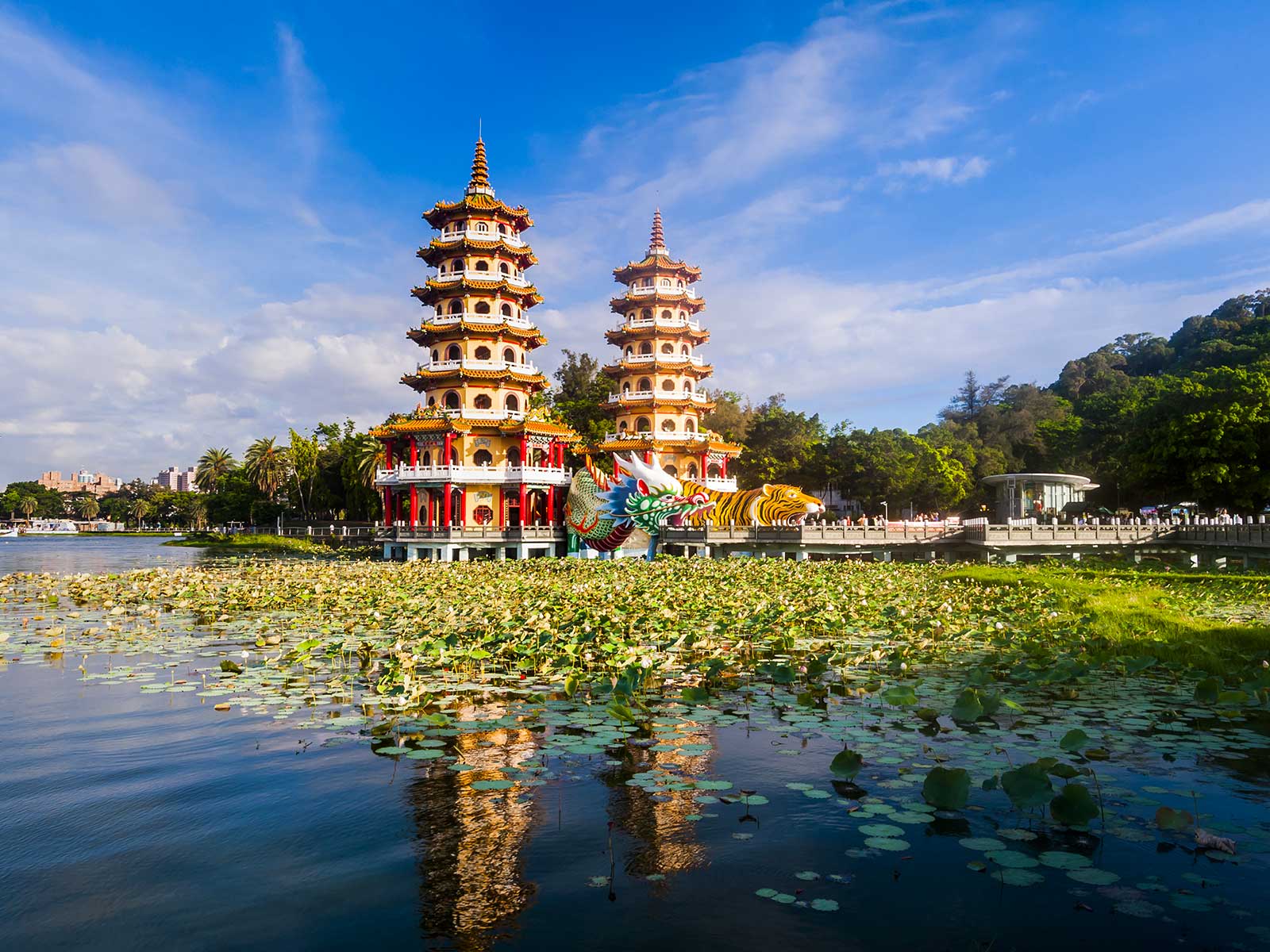 Lotus Pond