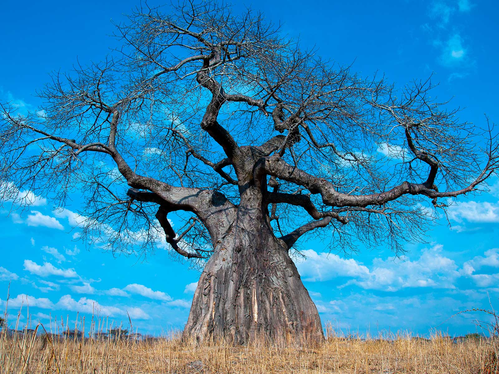 Ruaha National Park 1