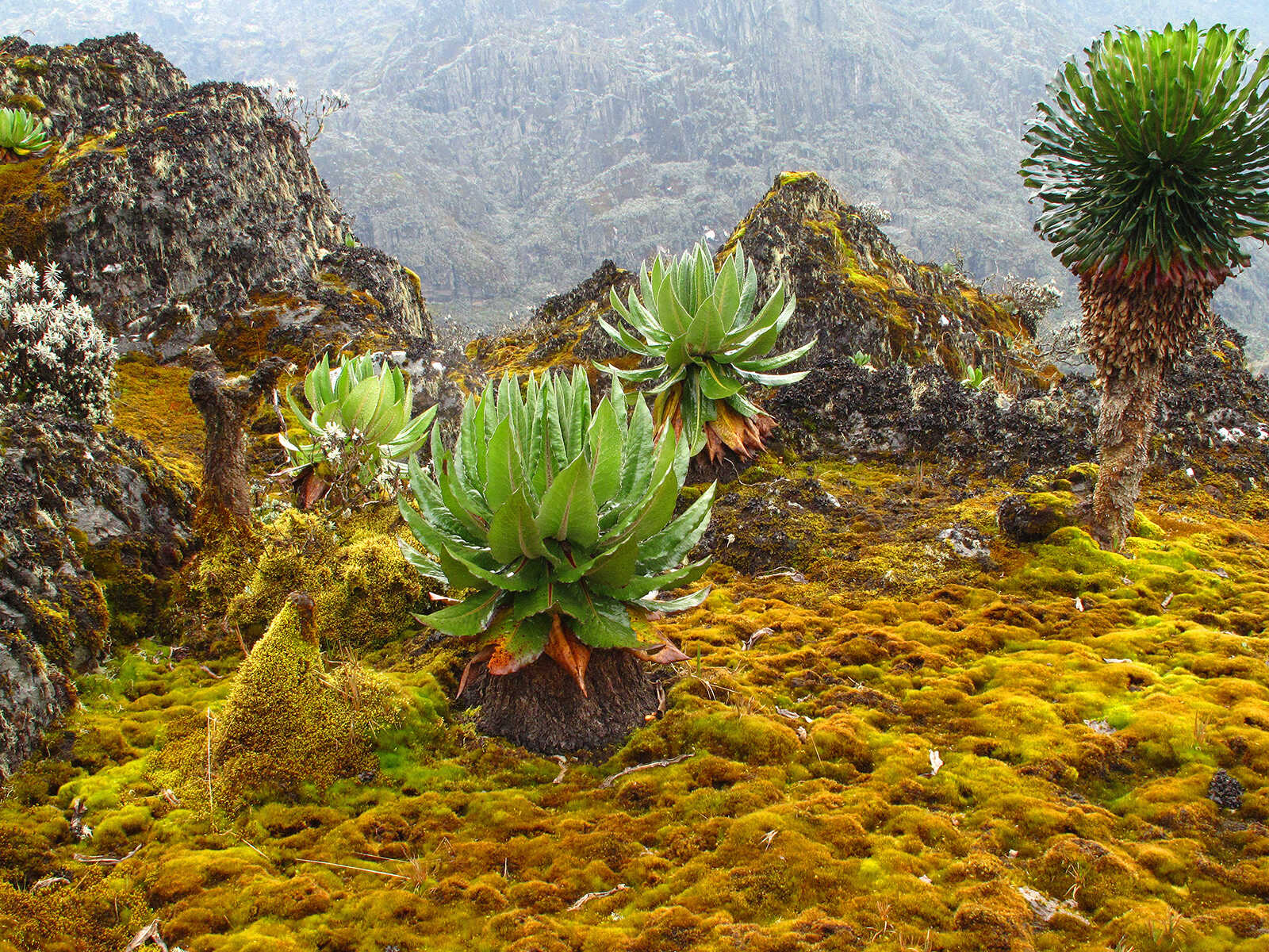 Rwenzori Mountains National Park 1