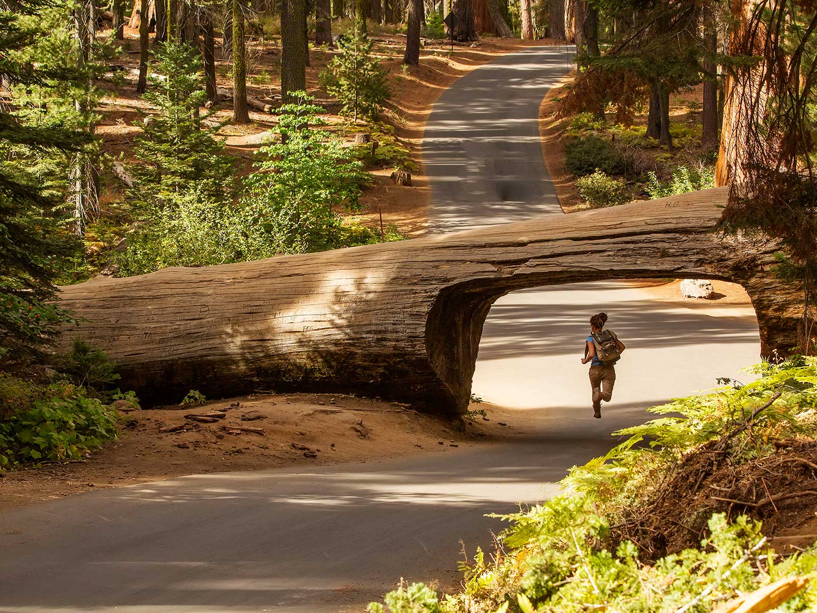 Sequoia National Park 1