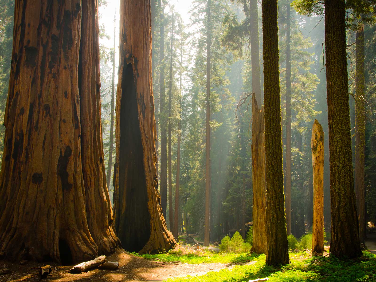Sequoia National Park 3