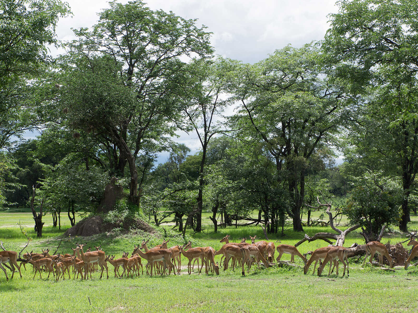 Mosi-oa-Tunya National Park 1